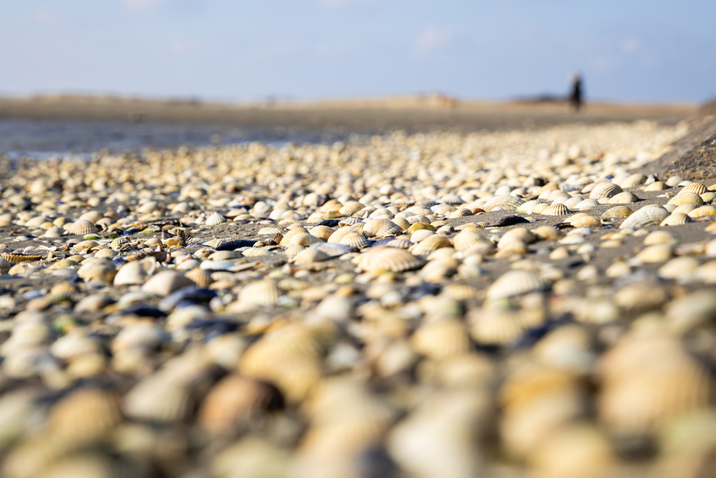 B&B de wadden-schelpen